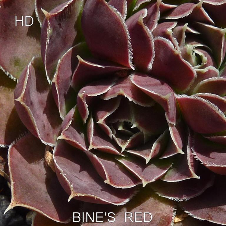 Bine's Red / Jovi