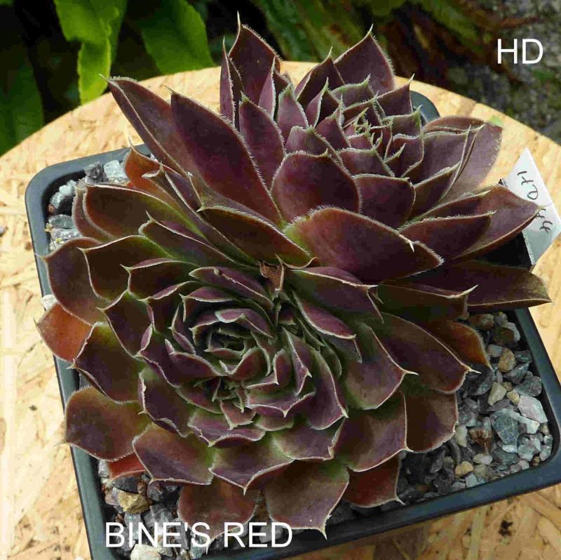Bine's Red / Jovi