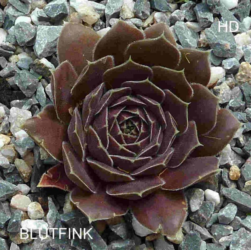 Blutfink / Jovi