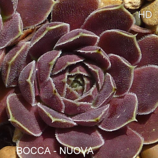 Bocca-Nuova / Jovi