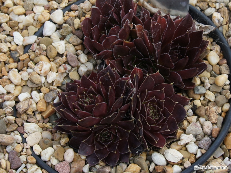 Bodmeier Beatrix / Jovi