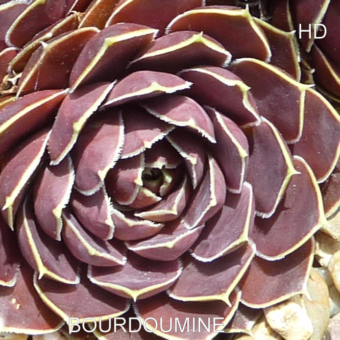 Bourdoumine / Jovi