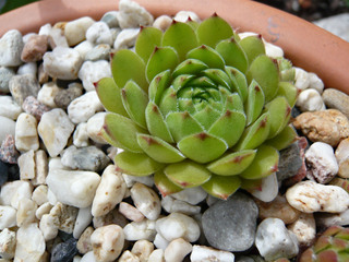Ingemarie