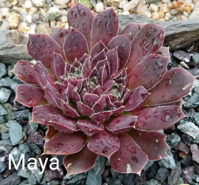 Maya / Jovi