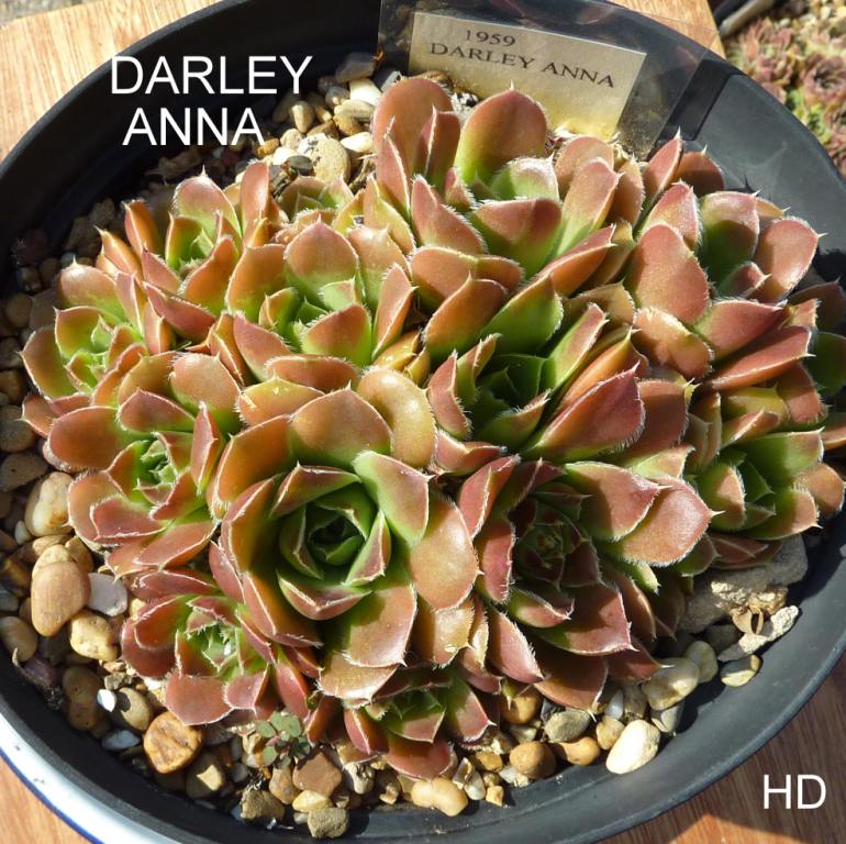 Darley Anna / Jovi