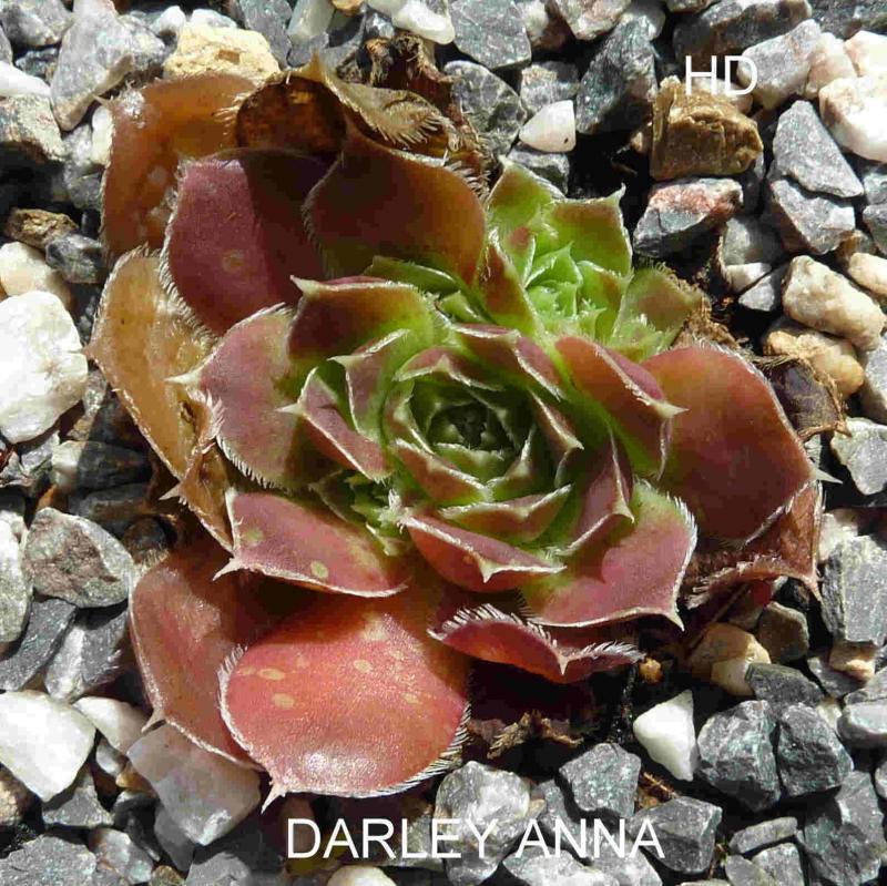 Darley Anna / Jovi