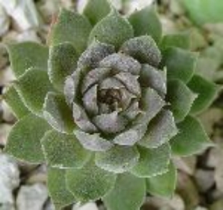 Degianianum