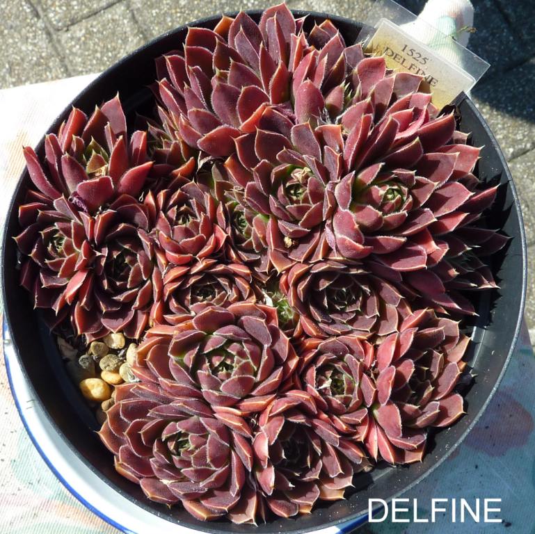 Delfine / Jovi