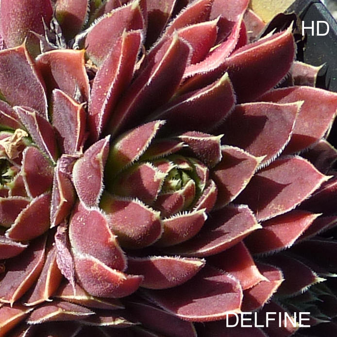 Delfine / Jovi
