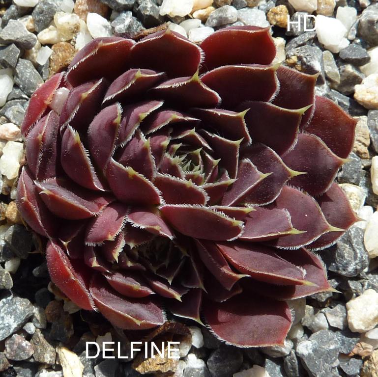 Delfine / Jovi