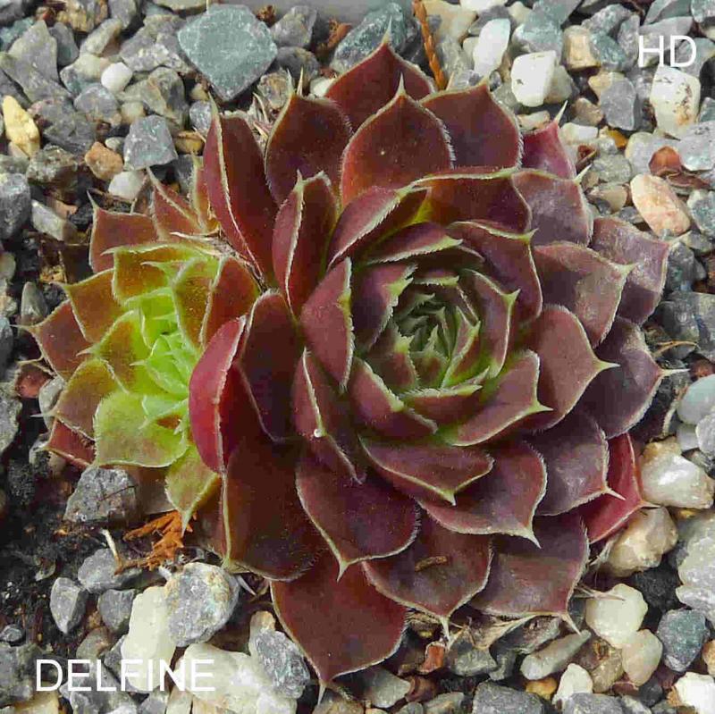Delfine / Jovi