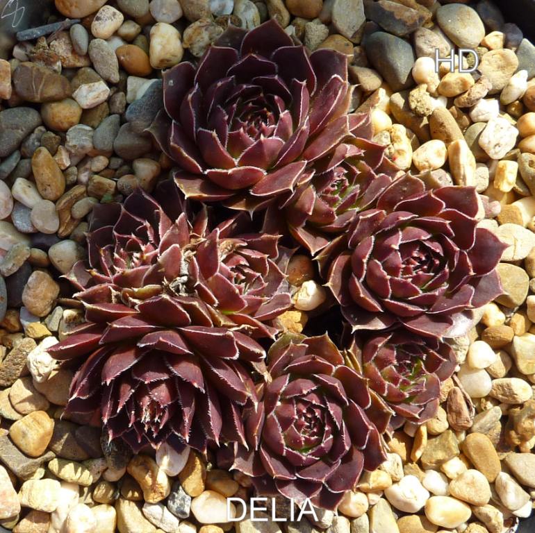 Delia / Jovi
