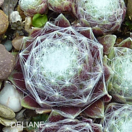 Deliane