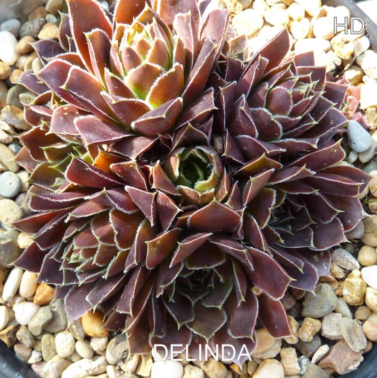 Delinda / Jovi
