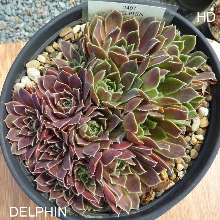 Delphin / Jovi