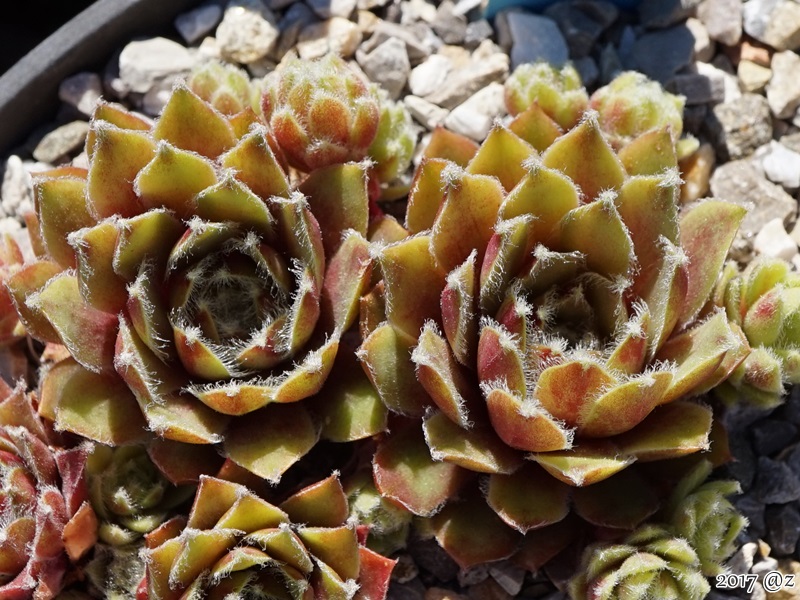 Delta