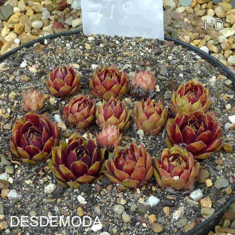 Desdemoda