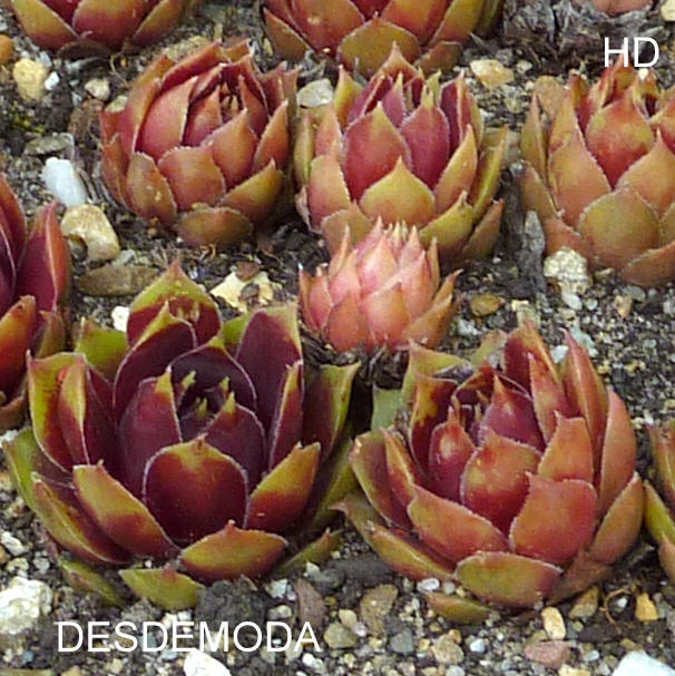 Desdemoda