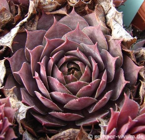 Desert Bloom