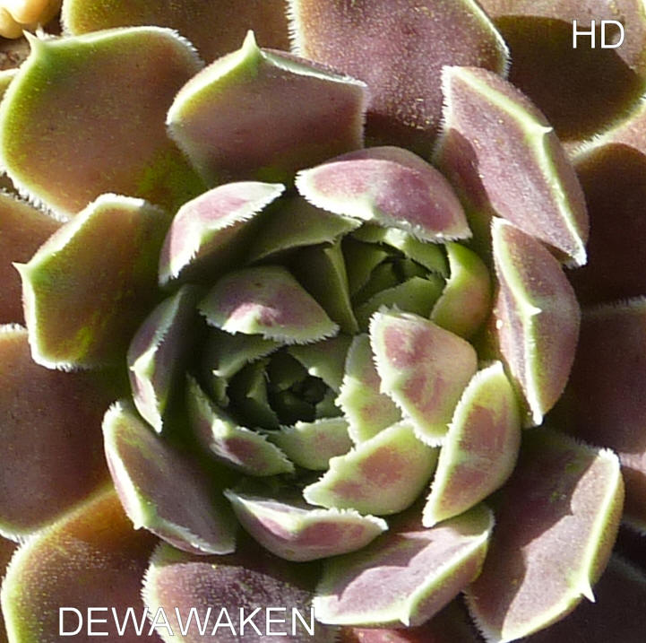 Dewawaken / Jovi