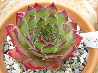 Iophon