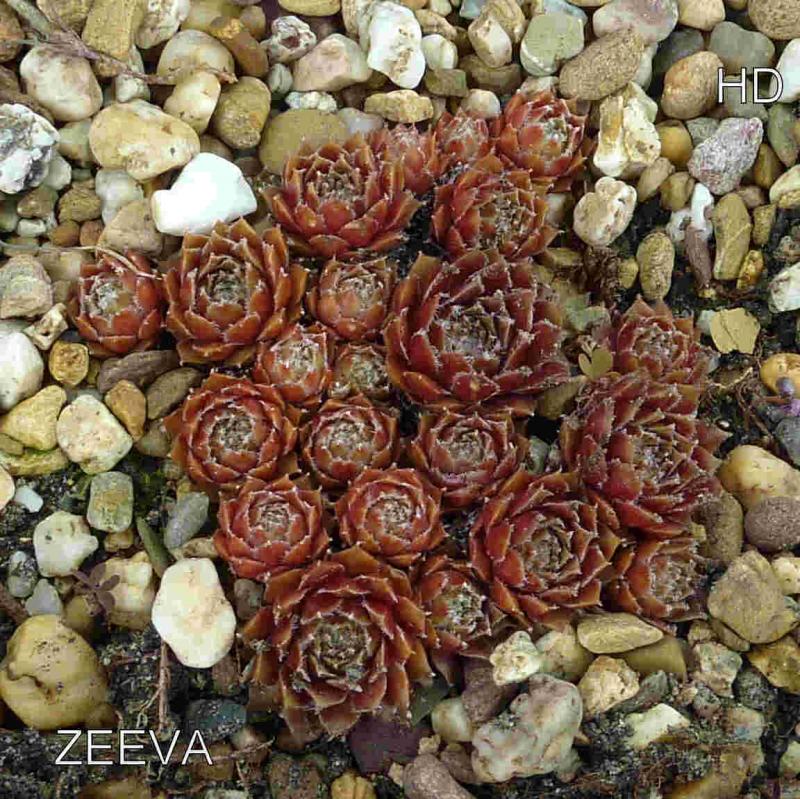 Zeeva