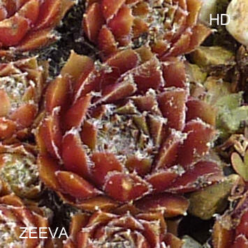 Zeeva