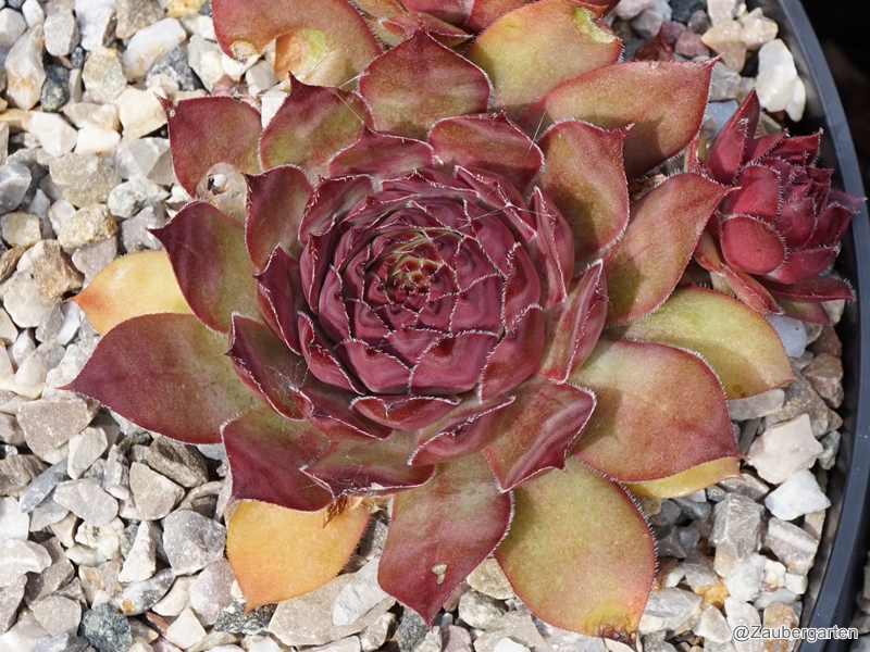 Ispahan