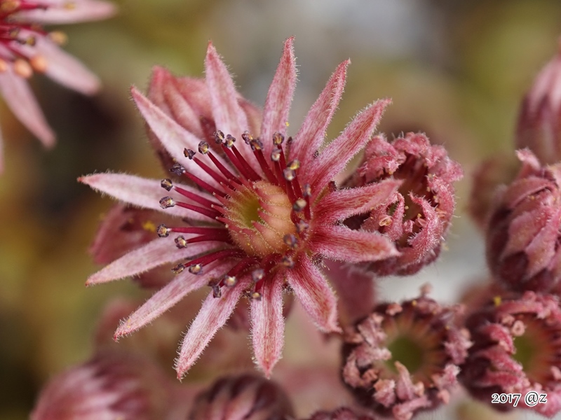 Ispahan