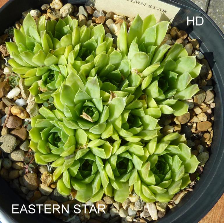 Eastern Star / Jovi