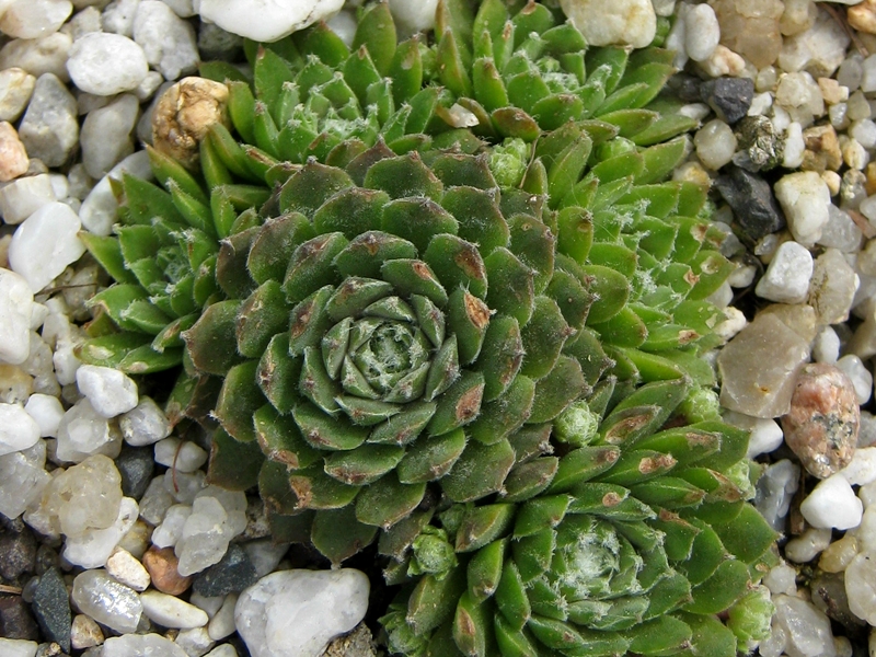 Ebelobo
