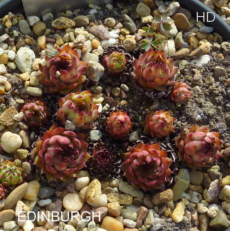 Edinburgh ( II )