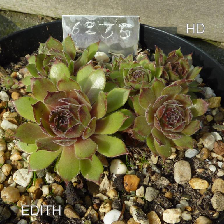 Edith