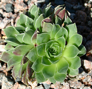Egondina / Jovi