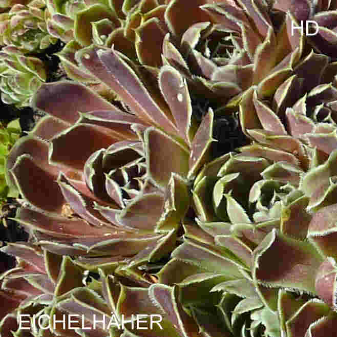 Eichelhäher / Jovi