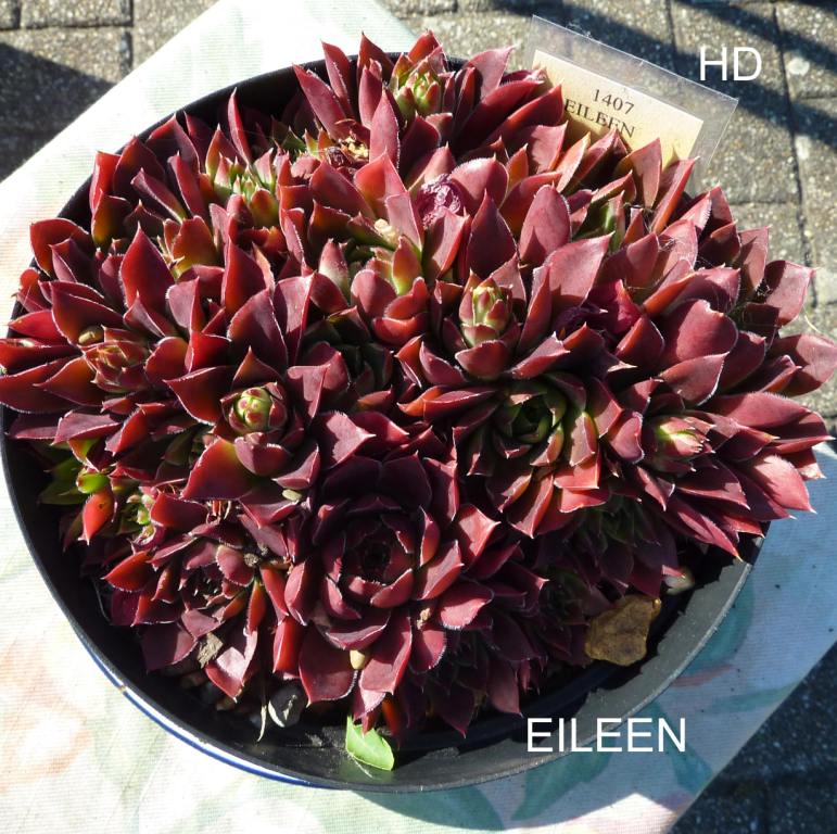 Eileen / Jovi