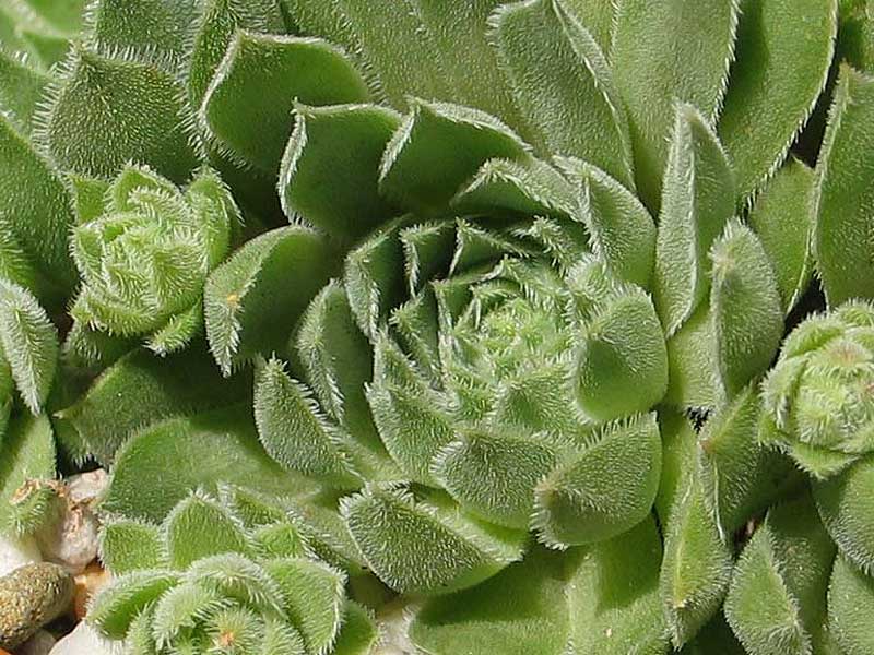 Eisstern