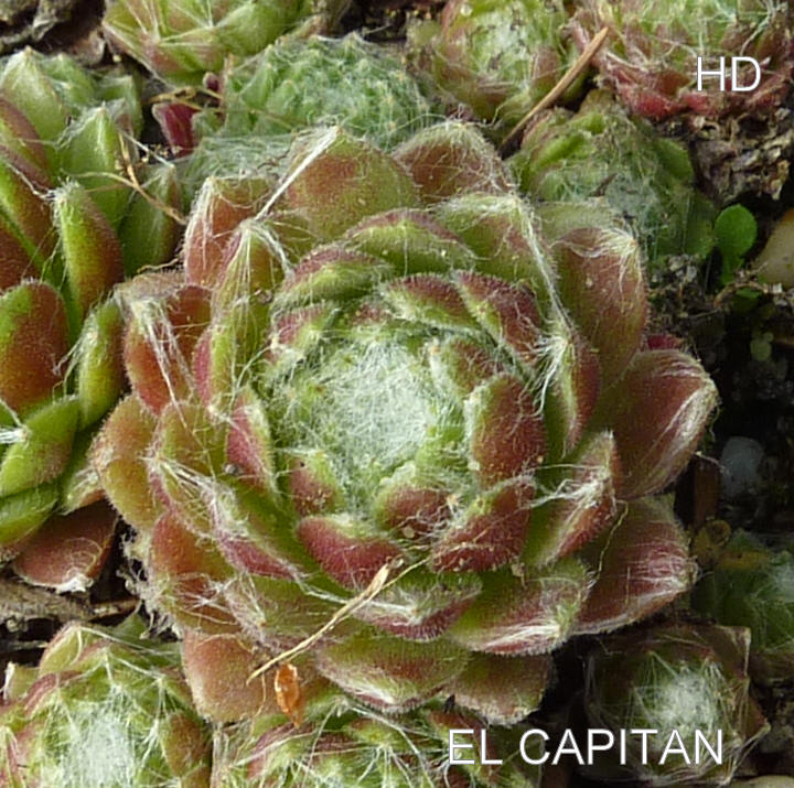 El Capitan