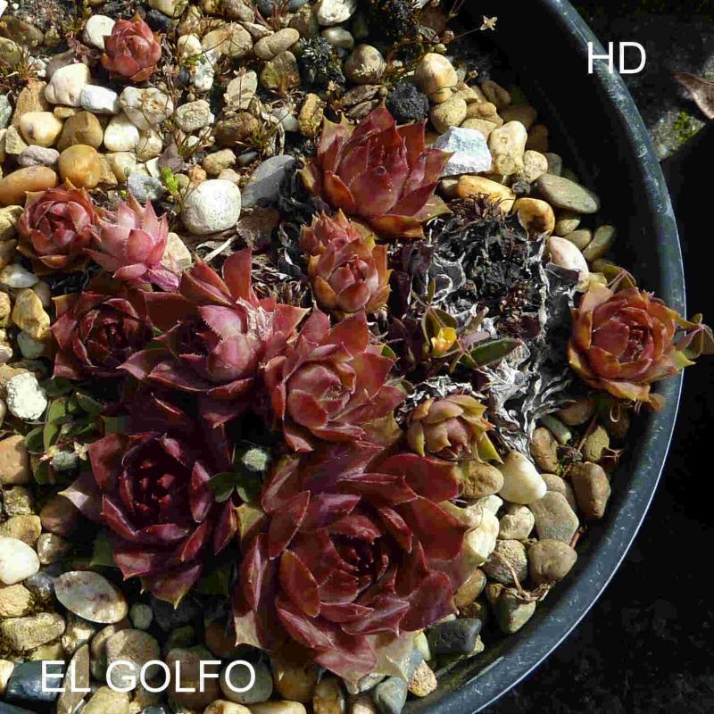 El Golfo