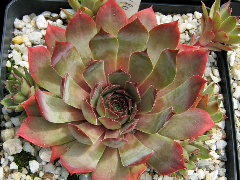 El Golfo