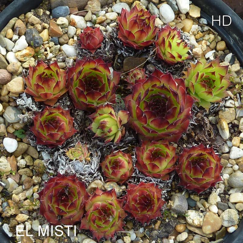 El Misti