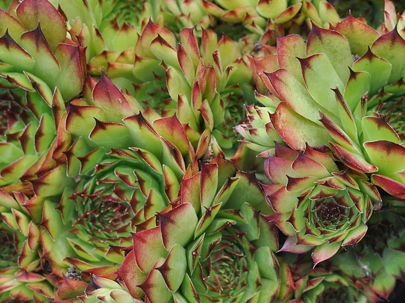 El Misti