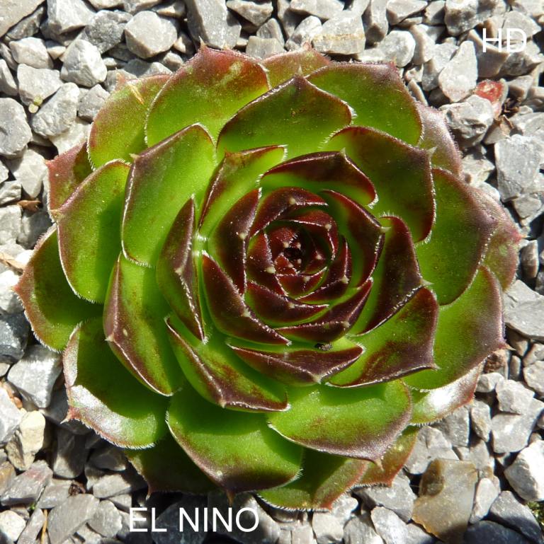 El Nino / Jovi