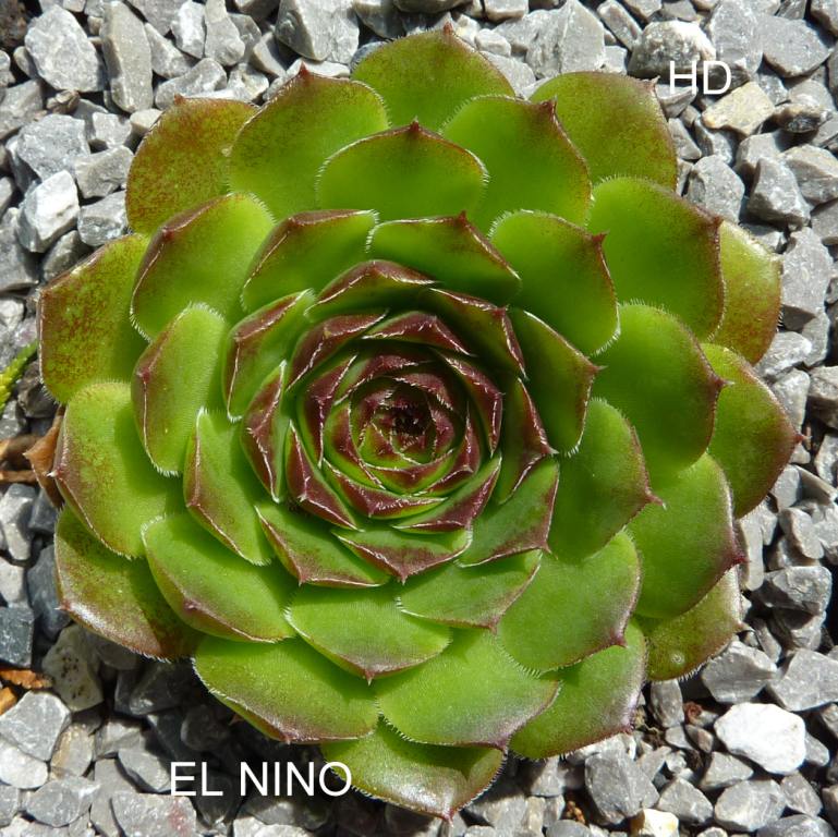 El Nino / Jovi