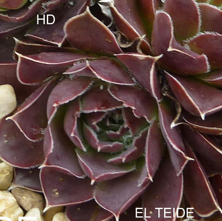 El Teide / Jovi