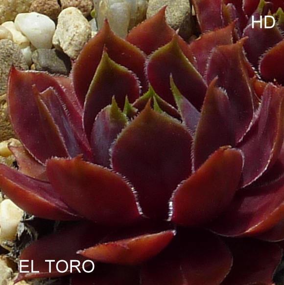 El Toro