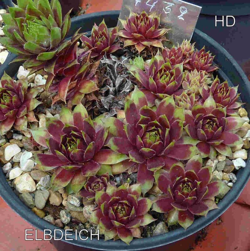 Elbdeich