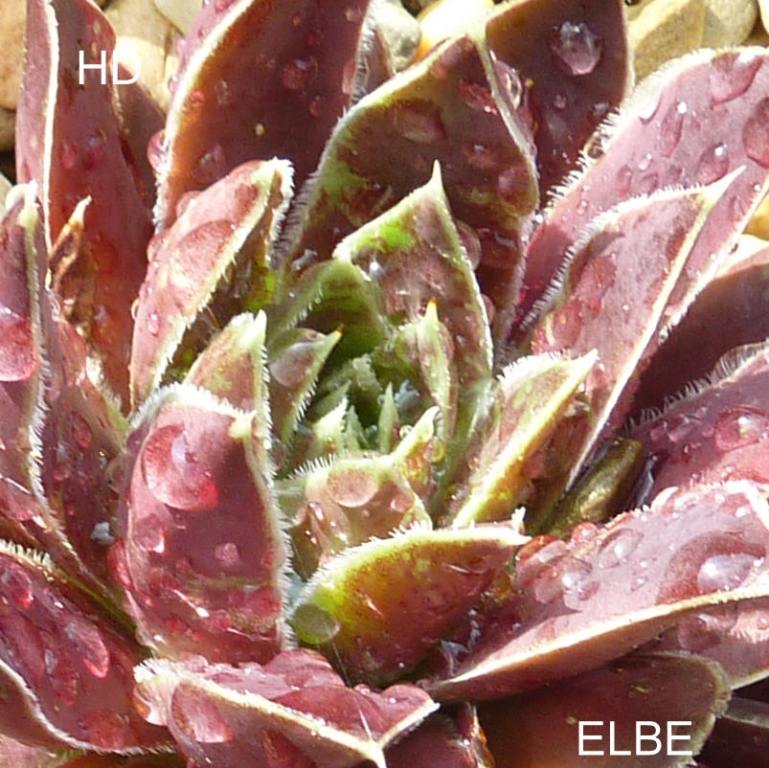 Elbe / Jovi