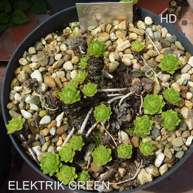 Elektrik Green