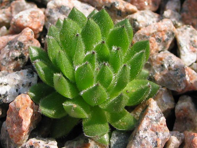 Elfenzauber